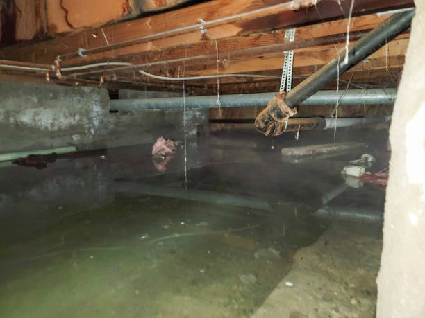 Best Water damage contractors near me  in Pinckneyvle, IL