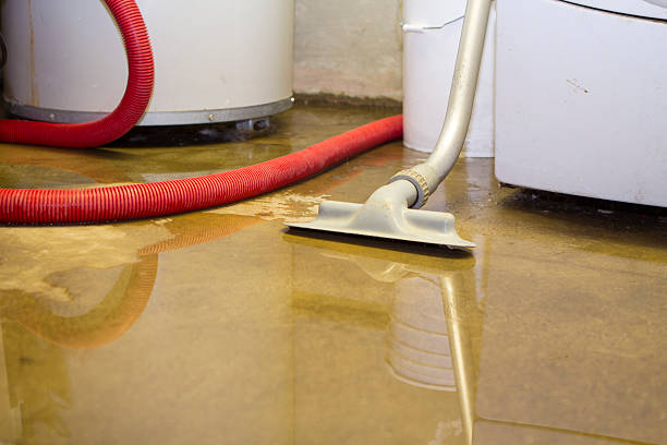 Best Carpet water damage restoration  in Pinckneyvle, IL
